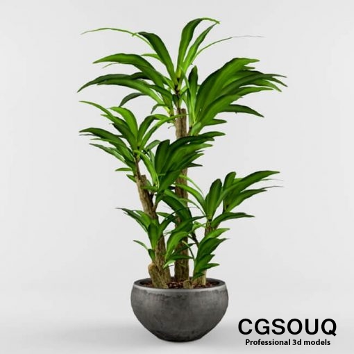 Bonsai Plant Indoor 3D Model 3