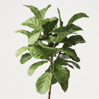 Ficus Lyrata 06