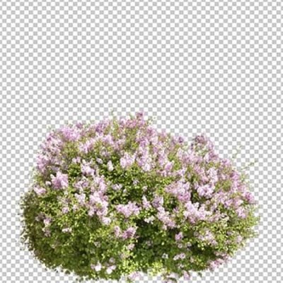 Flower Bush Cutout PNG Format