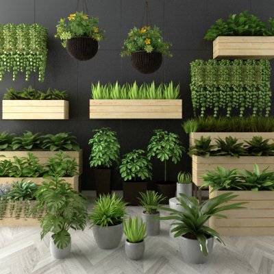Indoor Plants Collection 3D model