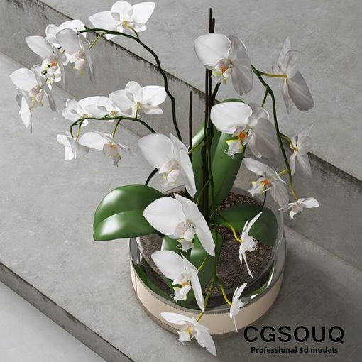 Orchid ART Auctor 3D model 3