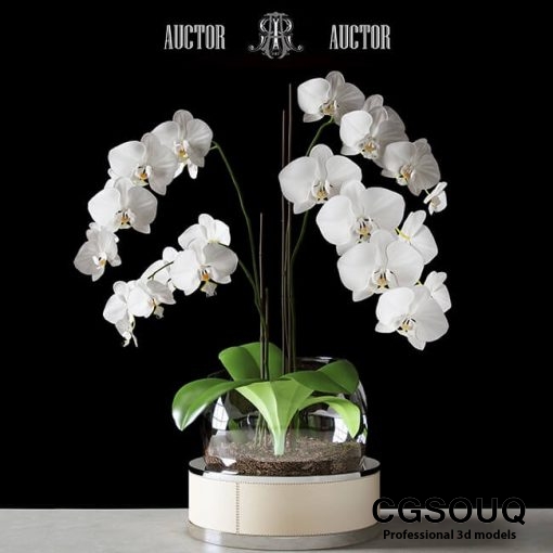 Orchid ART Auctor 3D model 6