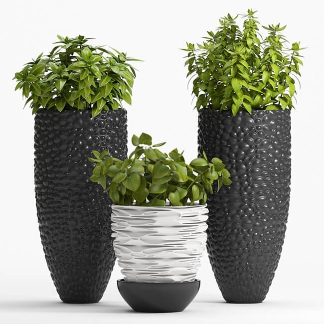 Decor Plant 3D Model