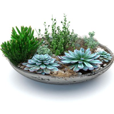 Succulent Plants 3D model (2)