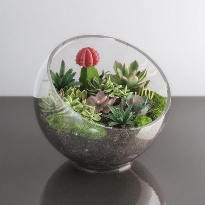 Succulent plants 02 3D model