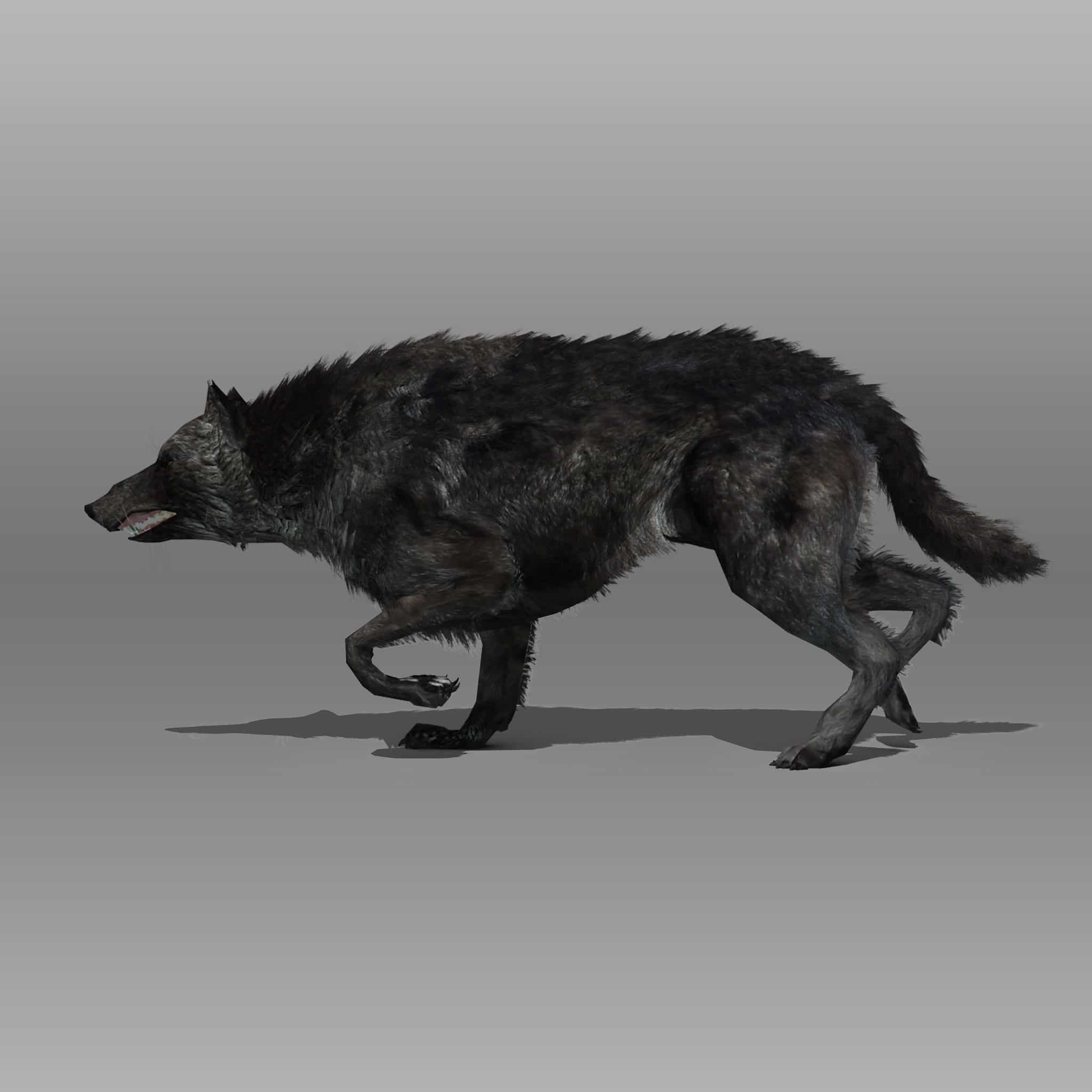 black wolf 5